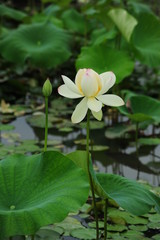 lotus in the pond