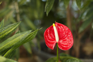 Exotic ornamental greenhouse plant.