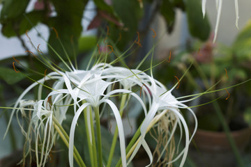 Exotic ornamental greenhouse plant.