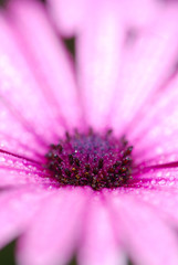 MARGARITA DE COLOR ROSA CON ROCÍO