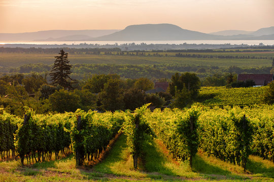 Vineyards with the Lake Balaton and the The Badacsony mountain  at sunset in Hungary
