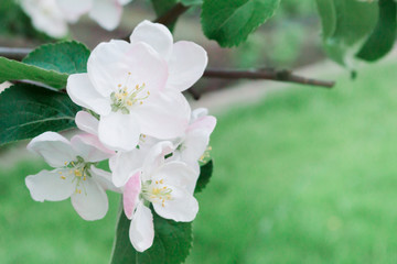 apple flowers on a branch in the spring blooming garden