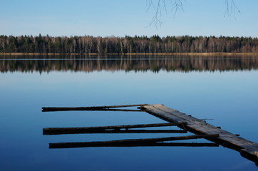 reeds in the lake