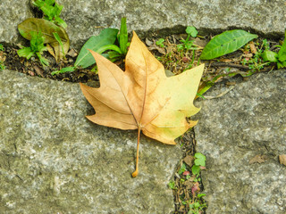 A leaf on the ground