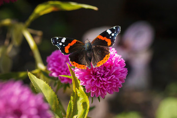 red black butterfly on a pink flower, closeup