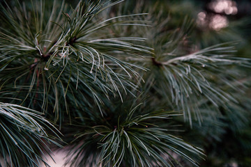 Pinus strobus nivea - Weymouth-Kiefer, Weymouthskiefer, Strobe, Eastern White Pine