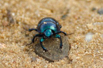 Żuk wiosenny (trypocopris vernalis) na plaży