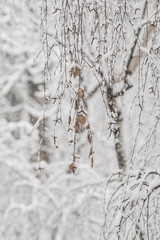 Trees with snow in winter park. Snowy day, cloudy sky.