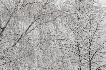 Obraz premium Trees with snow in winter park. Snowy day, cloudy sky.