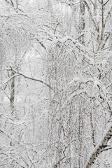 Obraz premium Trees with snow in winter park. Snowy day, cloudy sky.