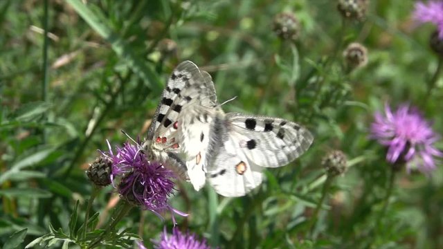 Mosel-Apollo, Apollofalter, Moselapollofalter Parnassius apollo