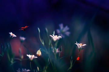 prachtige natuurlijke achtergrond met kleine rode lieveheersbeestjes die vliegen en kruipen op de delicate bloemen in de lente-lila-avond
