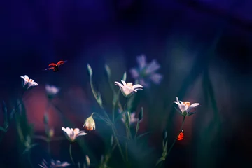 Fotobehang Nachtblauw prachtige natuurlijke achtergrond met kleine rode lieveheersbeestjes die vliegen en kruipen op de delicate bloemen in de lente-lila-avond