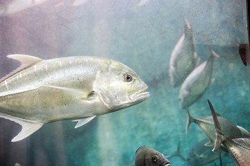 Crevalle jack silver fish (Caranx hippos or yellow cavalli)