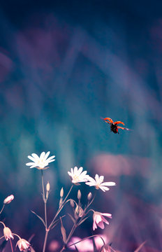 Fototapeta vertical natural background with little red ladybug taking off from meadow tender flowers in spring lilac evening