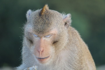 A monkey