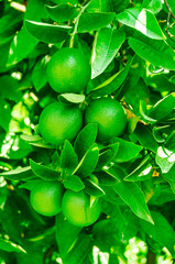 Green foliage and orange tree fruit