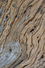 Close-up view rough texture of tree trunk