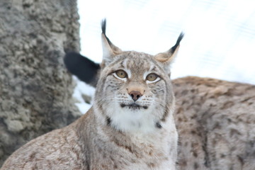 Obraz premium lynx in winter