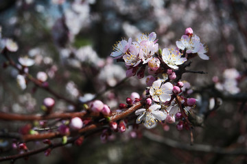 Blooming cherry