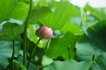 pink flower in the garden