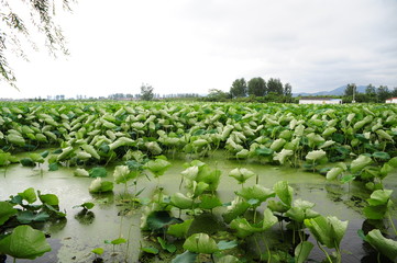 rows of young plants in a field