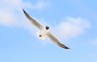 Seagull flying in the beautiful sky.
