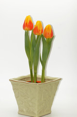 Gelb rote Tulpen freistgestellt auf neutralem Hintergrund