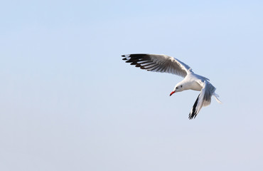 Seagull flying in the beautiful sky.