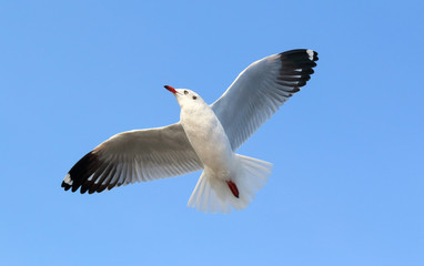 Seagull flying in the beautiful sky.
