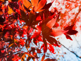 Red maple leafs