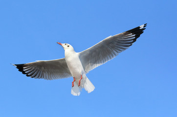 Seagull flying in the beautiful sky.