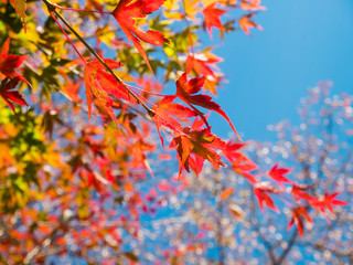Red maple leafs