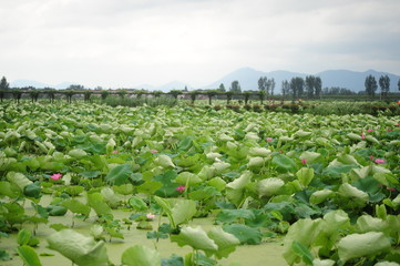 Fototapeta premium rows of young plants in a field