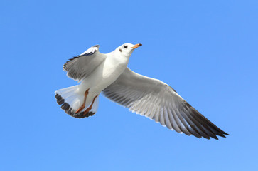 Seagull flying in the beautiful sky.