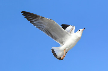 Seagull flying in the beautiful sky.