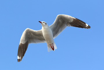 Seagull flying in the beautiful sky.