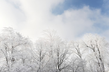 Snow-white trees in a fluffy hoarfrost against the sky. Winter fairy landscape.
