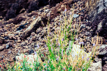 flowers in the meadow at the foot of the volcano Mount Etna, Sicily, Italy.