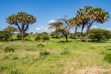 Fototapeta premium View of the trails and savannah of Samburu