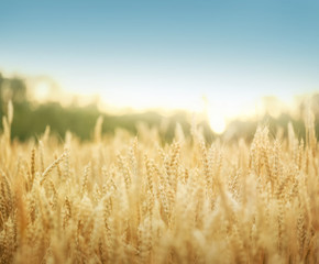 Wheat field background