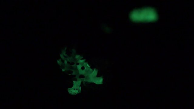 A small patch of the bioluminescent fungus, Panellus Stipticus glows in the dark.  The glow starts dimly then intensifies.