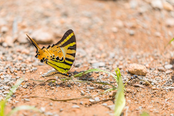 The Five-Bar Swordtail (Graphium antiphates).