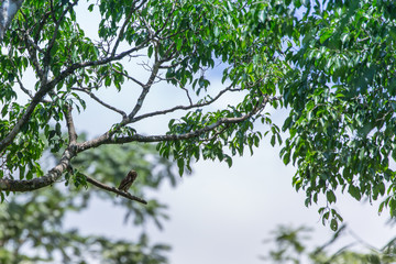 An Asian Barred Owlet (Glaucidium cuculoides)