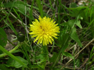 dandelion on green grass