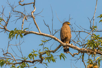 The Crested Serpent Eagle (Spilornis cheela). Class: Aves, Order: Accipitriformes, Family: Accipitridae, Genus: Spilornis, Species: S. cheela