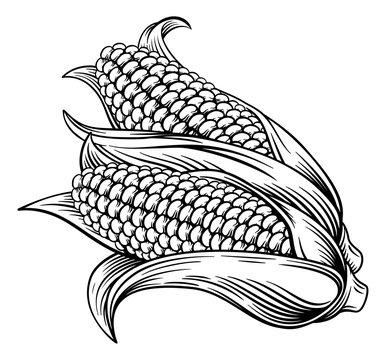 A sweet corn ear maize woodcut print or etching vintage style illustration