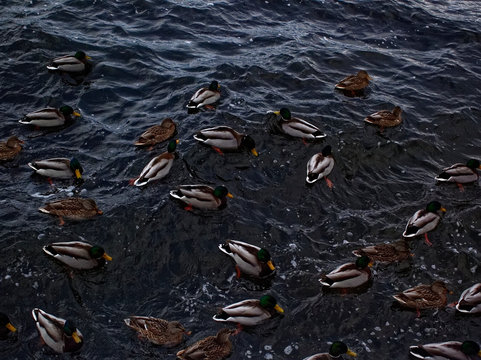 ducks swim in the river in November, Moscow