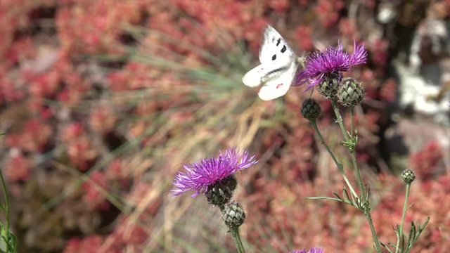Mosel-Apollo, Apollofalter, Moselapollofalter Parnassius apollo