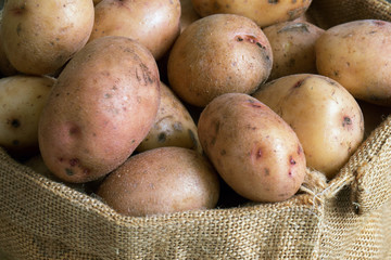 Burlap sack full of unpeeled potato tubers close up